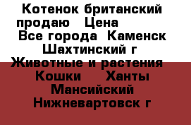 Котенок британский продаю › Цена ­ 3 000 - Все города, Каменск-Шахтинский г. Животные и растения » Кошки   . Ханты-Мансийский,Нижневартовск г.